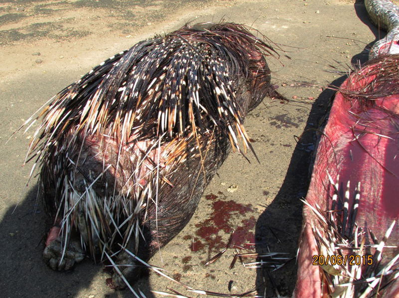 Illustration for article titled This Python Ate a Porcupine, Which Turned Out to Be a Bad Idea